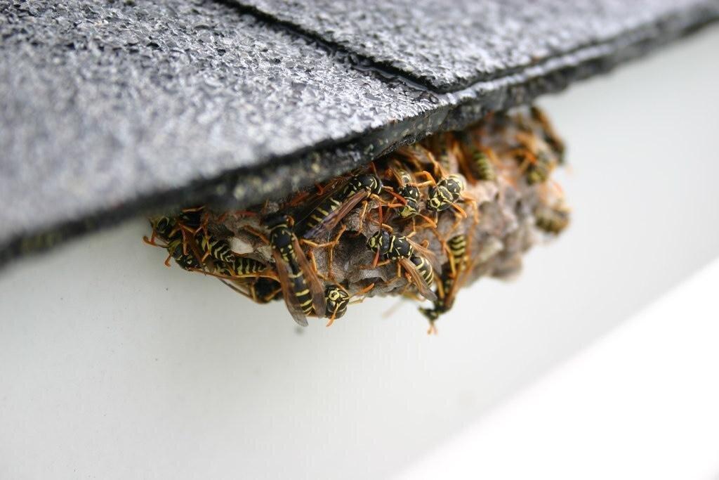 Stokes Mosquito and Pest Services