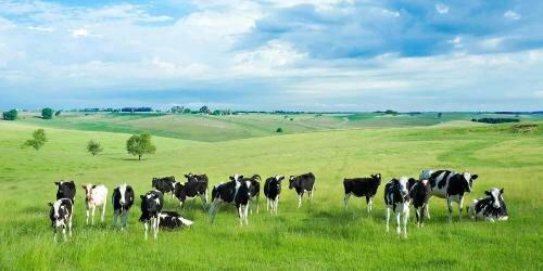 Talarczyk Land Surveys