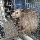 Hug A Bug Pest Control-Termite