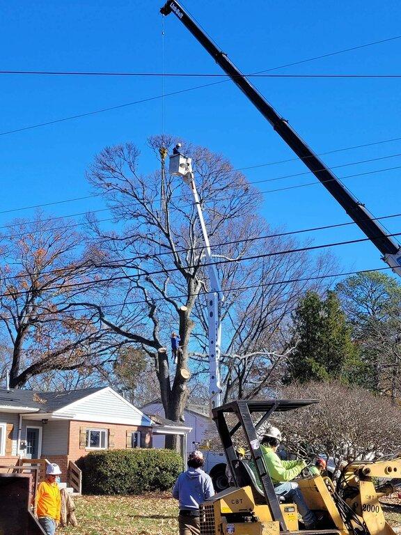 A Top To Bottom Tree & Lawn