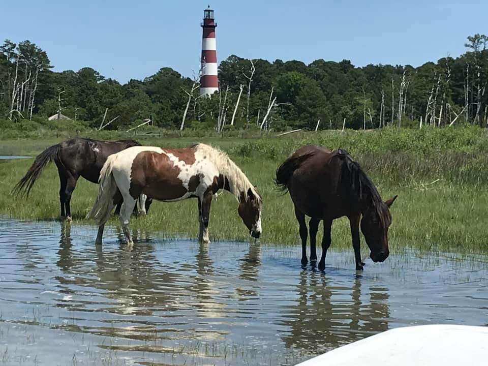 Chincoteague Island Adventures