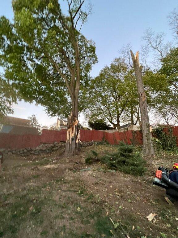 Kleber C Tree Service & Excavation