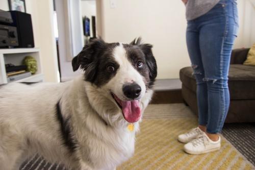 Dog Savvy Los Angeles