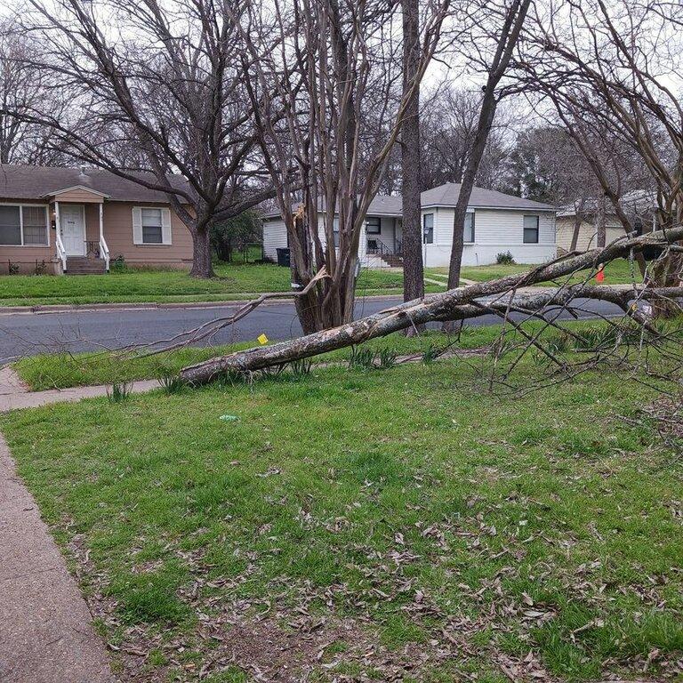 Ford Tree Service/ Texas Tree Trimming and Stump Grinding