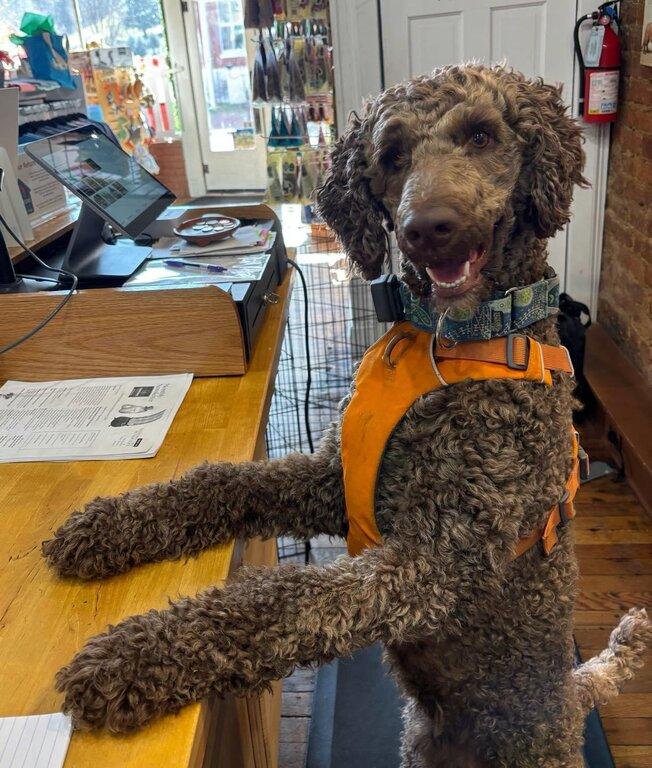 Tennessee Tails Pet Boutique