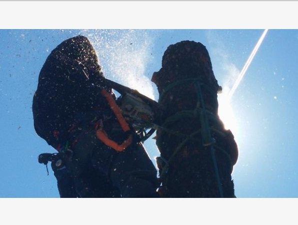 Root Tree Service