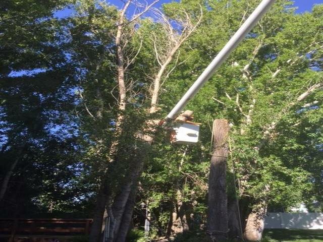 AA Tea's Timber Tree Service