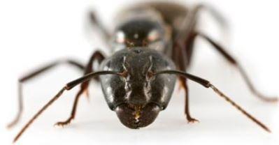 Liberty Pest Control