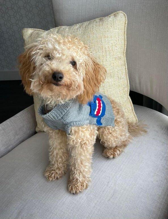 Gussied Up Pet Boutique