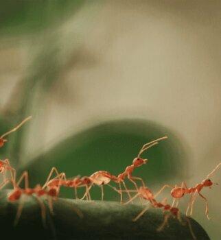 Insight Pest Solutions