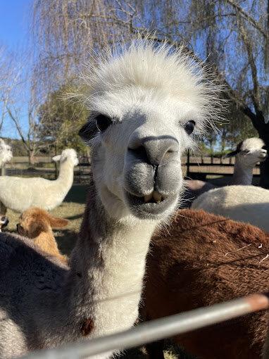 Ocean Breeze Alpacas