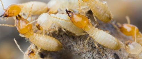 Pest Control Consultants