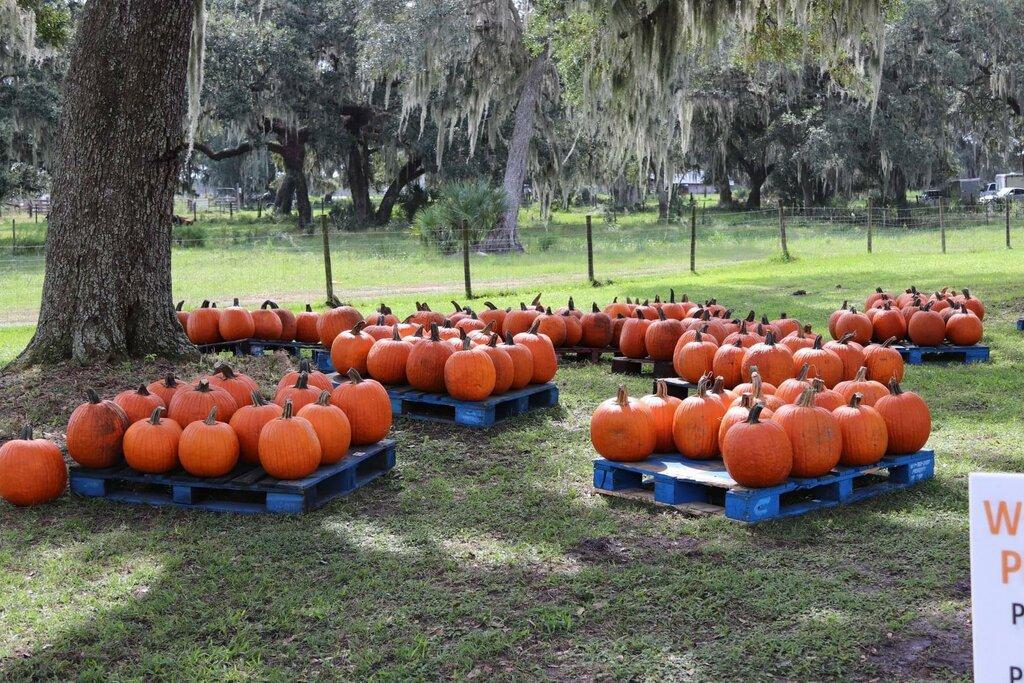 Fox Squirrel Corn Maze