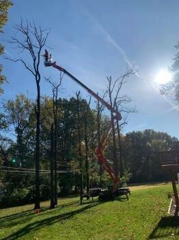 Mid America Tree Experts LLC