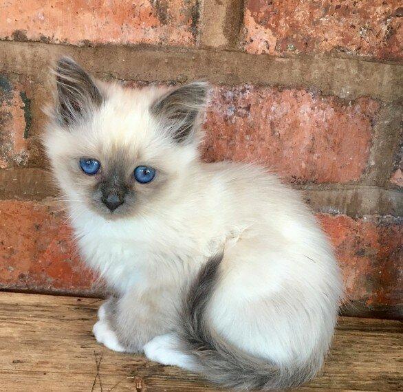 William Adams Birman Kittens