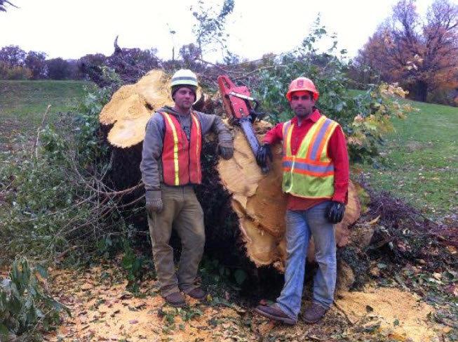Beeghly Tree Service
