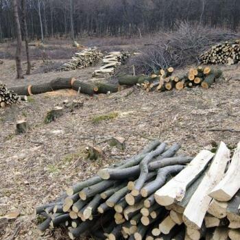 Sanctuary Forestry Mulching