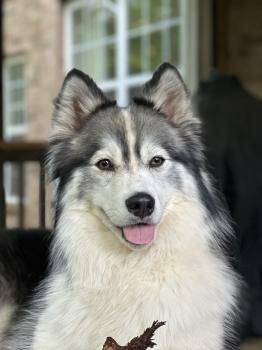 Animal People Dog Boarding & Day Care