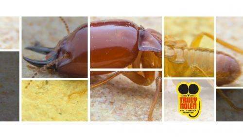 Truly Nolen Pest & Termite Control