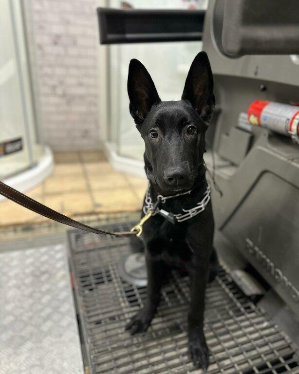 Unleashed K9 of Minnesota