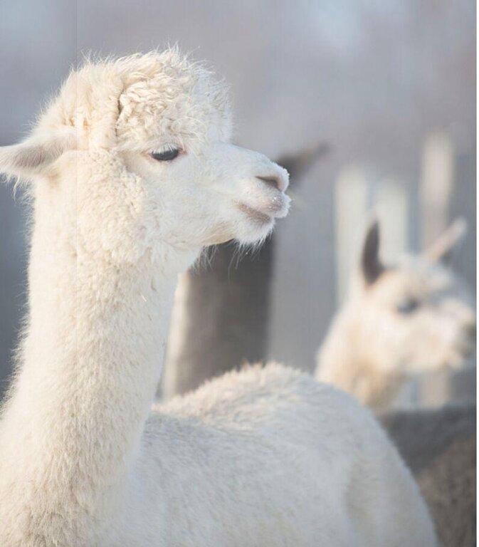 Biointron Biological