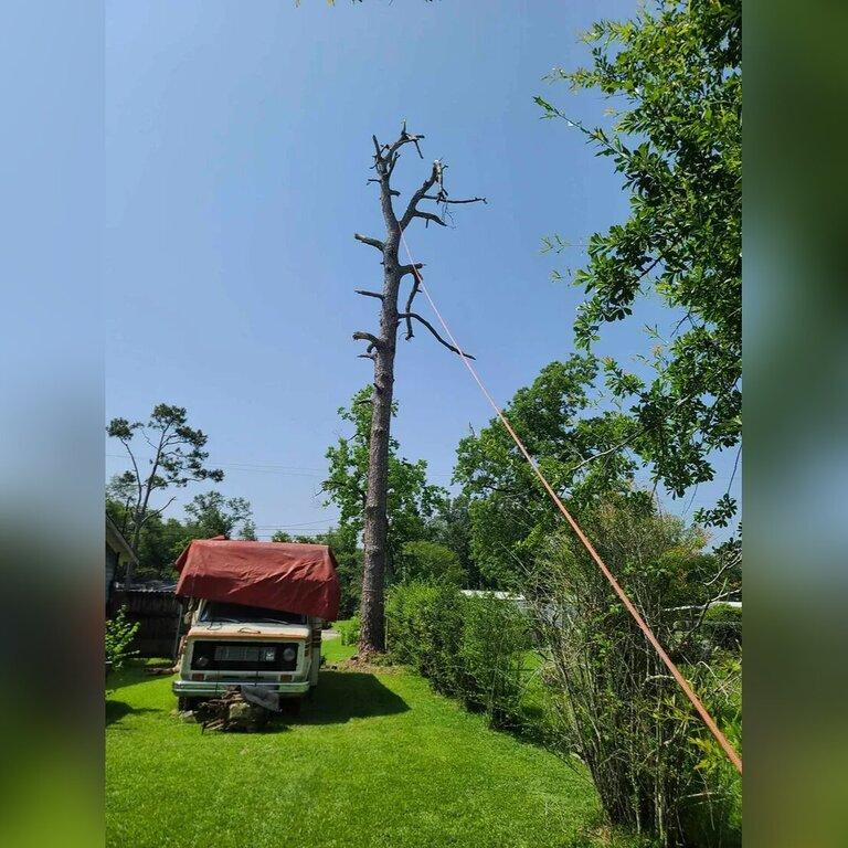 Calcasieu's Tree Service