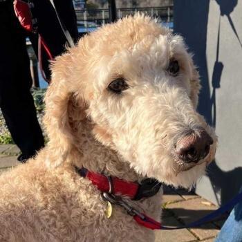 K-9 Super Heroes Dog Whispering