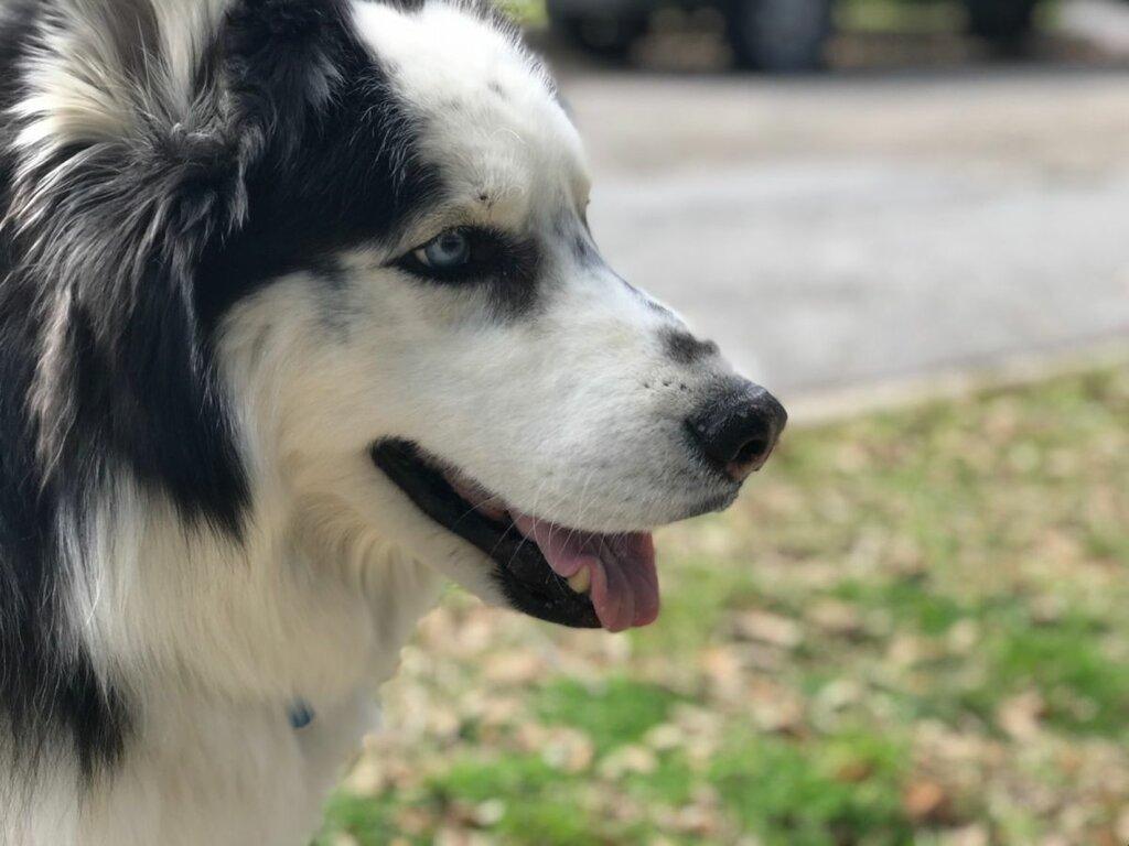 Dog Bone Pet Sitting & Dog Walking