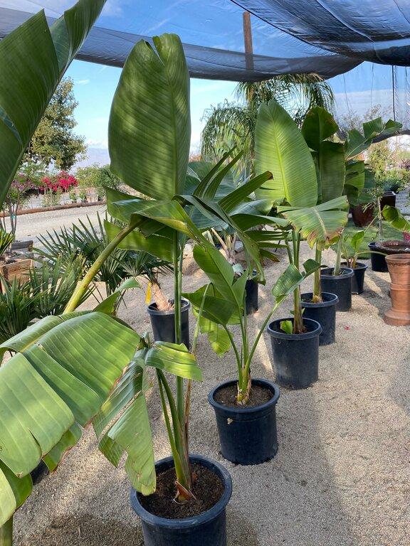 Sunset Nursery & Supply