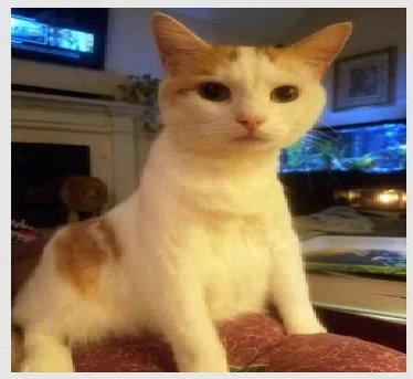 Elizabethtown Veterinary Hospital