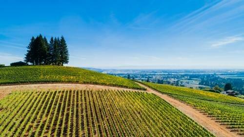 Prince Hill Vineyards