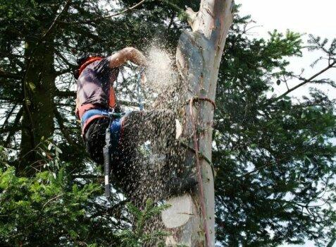 Central Valley Landscape & Tree