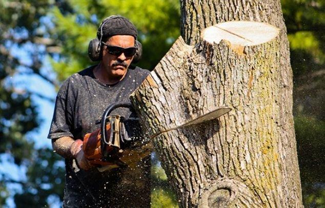 Quality Tree Service