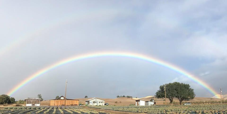 Capay Valley Lavender