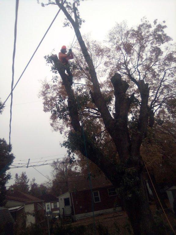 Rudin's Tree Service