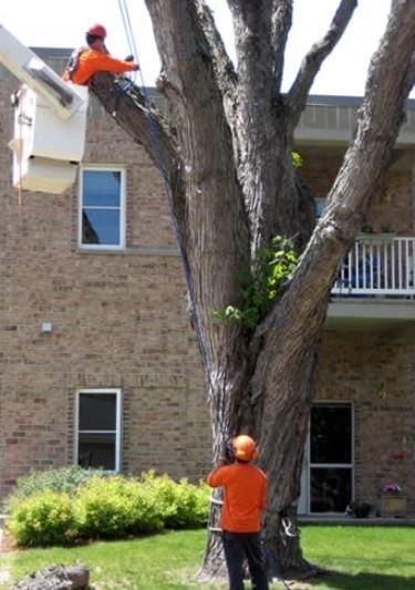 Foley's Tree Service