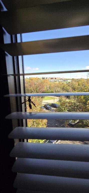 Armor Termite & Pest Control