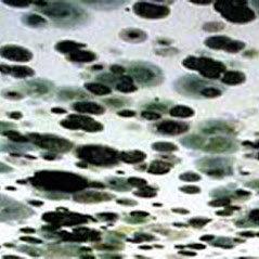 Ace Mold Remediation Haltom City