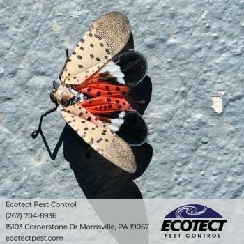 Ecotect Pest Control