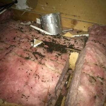 Km's Wildlife Removal