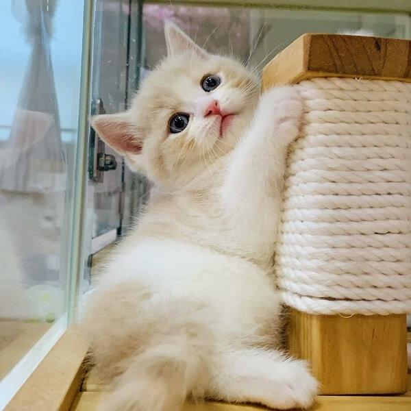 Munchkin Cat Breeder