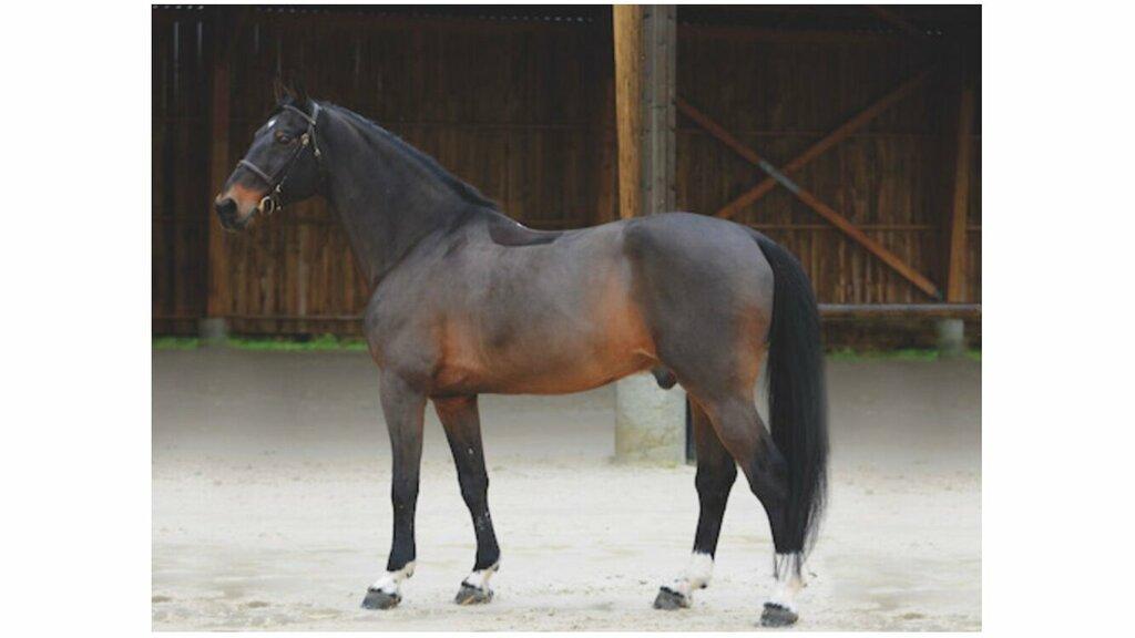 Global Horses Management