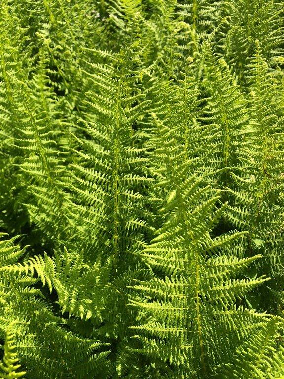 Wild Sods of Maine