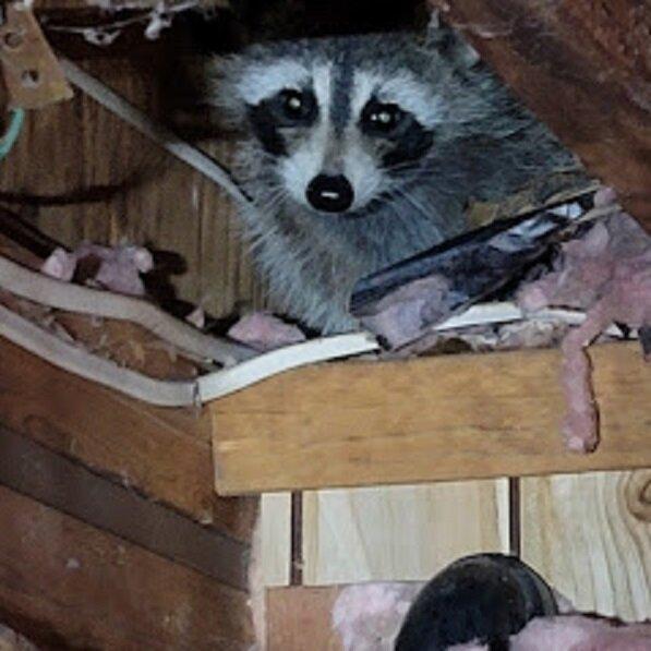 AAA Pest Wildlife Removal