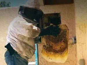 Bee Removal AZ