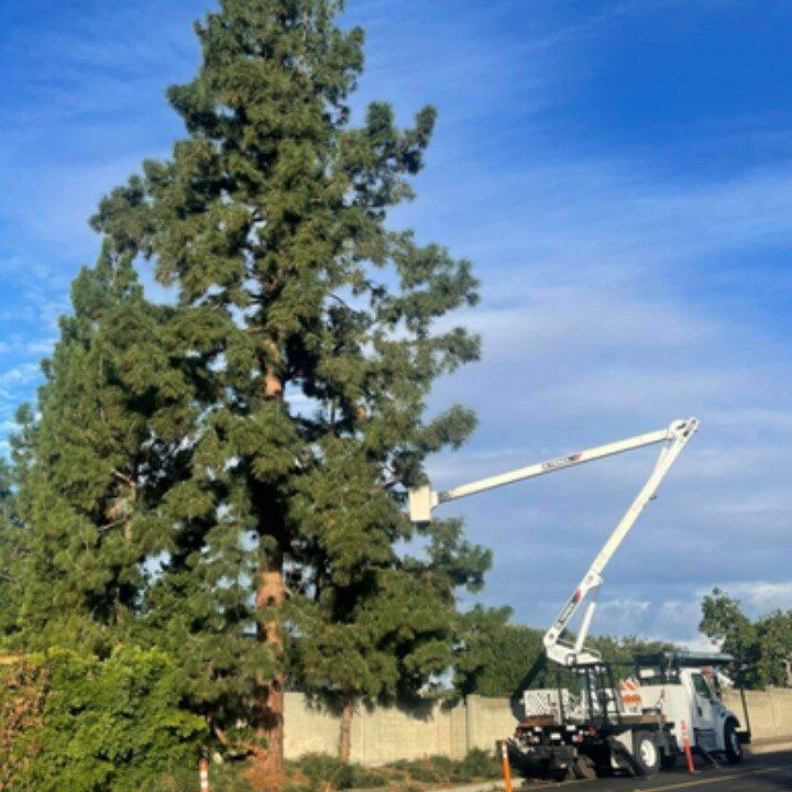 Reliable Tree Service