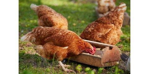 River Valley Organics