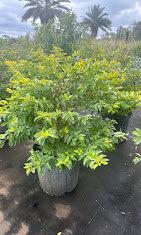 Things That Grow Inc.