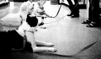 Off the Chain Dog Training