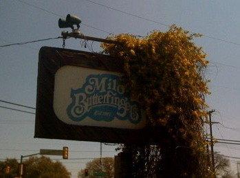 Milo Butterfingers photo